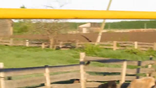 Утро в деревне. Выгон скота. Звуки природы. Хорошо летом. Деревня Новый Чувашский Адам, 2013г. смотреть онлайн