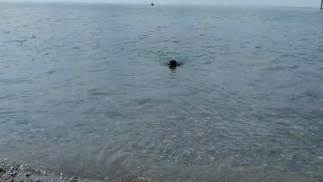 Форт Боярд с Кане-корсо.Девочка серая 2,5мес. ПРОДАЖА. смотреть онлайн