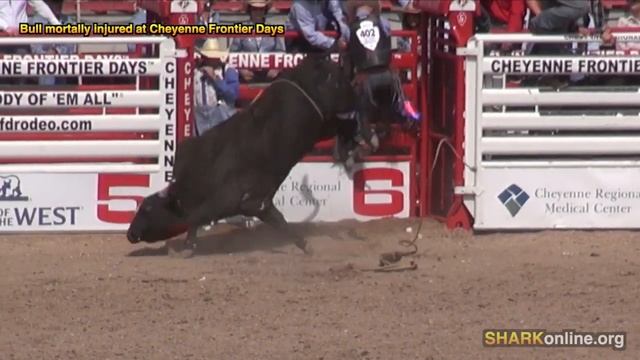 Tormented Rodeo Bull Escapes смотреть онлайн