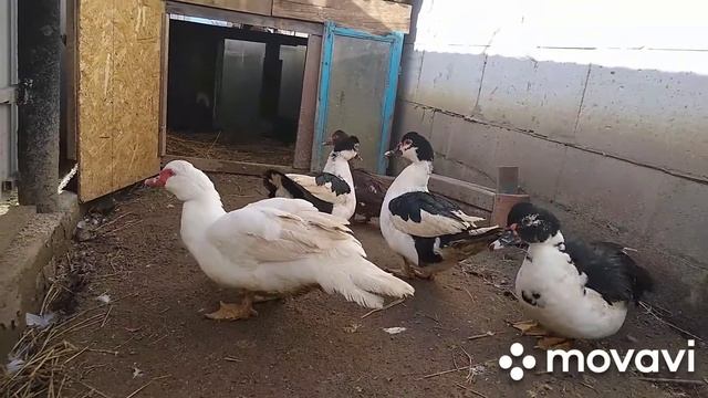 В каком возрасте селезень будет топтать уток?//// индоутки// смотреть онлайн