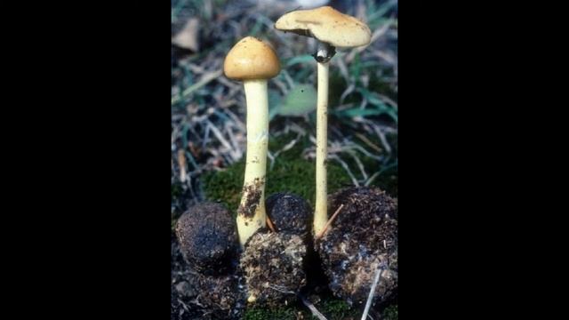 Protostropharia alcis смотреть онлайн
