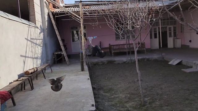 Узбекские игровые, двухчубые голуби. В гостях у Ильхом ака. Правильные слова голубевода. #голуби. смотреть онлайн
