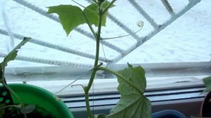 Вырастил огурцы на подоконнике зимой