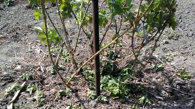 Ежемалина Марионберри 5.05.18г