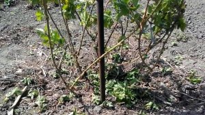 Ежемалина Марионберри 5.05.18г