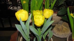 Как вырастить тюльпаны дома в горшке | Выгонка к 8 марта