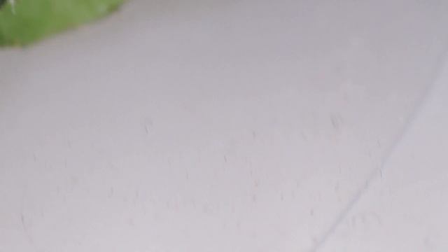Crazy Coccinellidae - Божья коровка смотреть онлайн