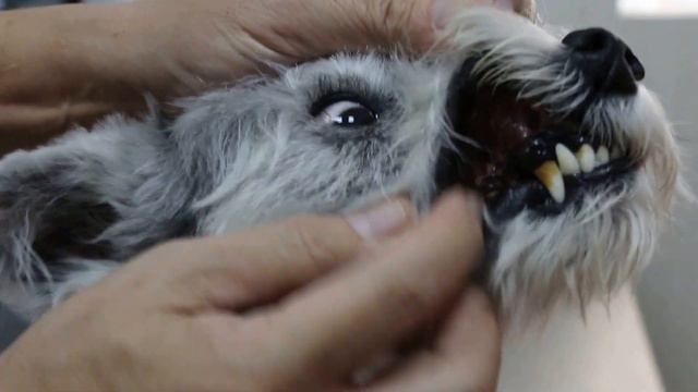 A Miniature Schnauzer no longer scratches his ears after ear surgery смотреть онлайн