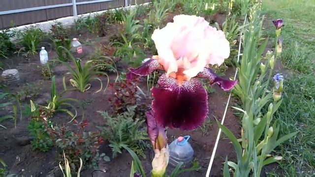 Raspberry swirel, Sutton 2008!Малиновый водоворот, Саттон 2008,ирисы от А. Б. Ворошиловой! смотреть онлайн