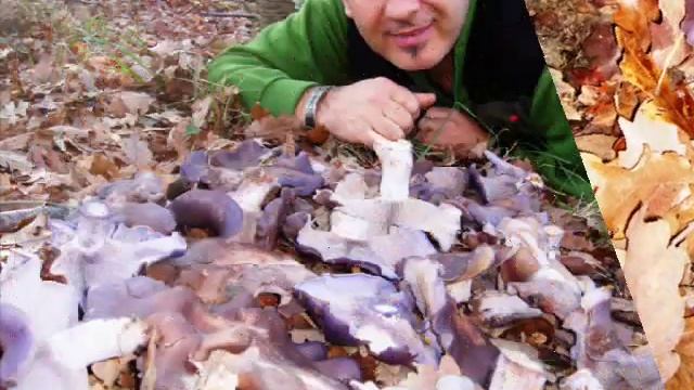 MACINETOR alla ricerca dei SANTA CATERINA смотреть онлайн