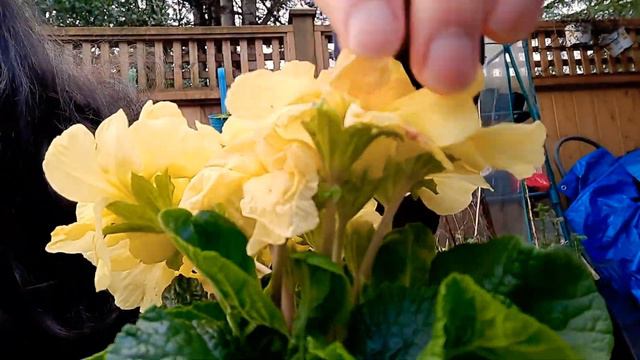 How to grow Primulas / Primroses (Primula × polyantha) смотреть онлайн