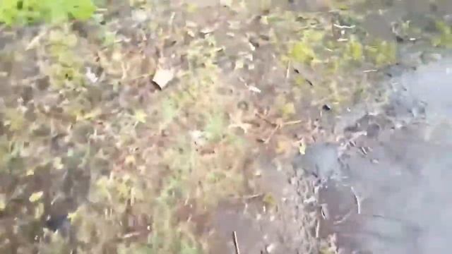 Фэтбайк на 26 колесах 21 скорость горбатая рама обзор смотреть онлайн