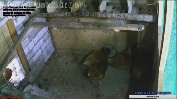 Курятник онлайн HD Живая трансляция. Chicken coop online. Life stream