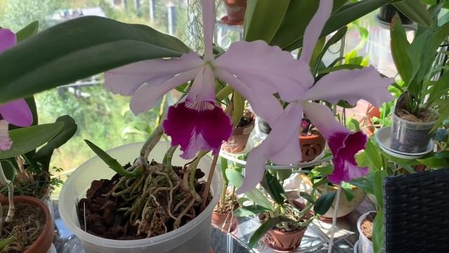 Цветение каттлей. Орхидея laelia purpurata смотреть онлайн