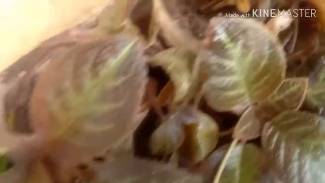 Episcia or Flame violet - How to grow and care? смотреть онлайн
