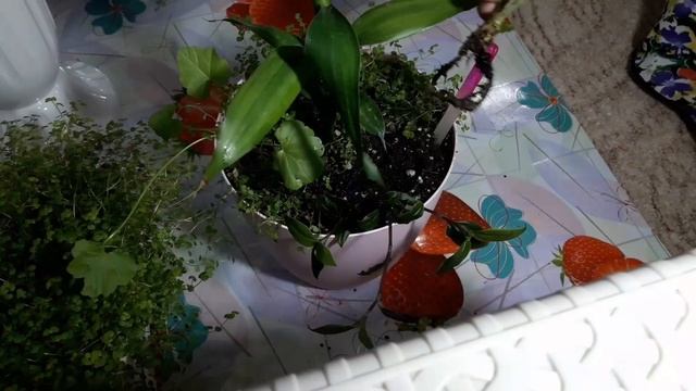Комнатные цветы. смотреть онлайн