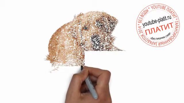 Нарисованные карандашом собаки Как нарисовать карандашом общительного пса смотреть онлайн