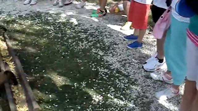 Selwo Aventura - Wallabies