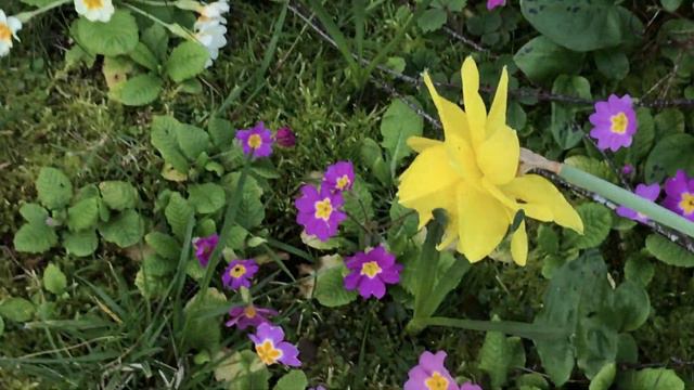 Narcisse Double 'Narcissus Duet', Jonquille 'Narcissus jonquilla' et Grande pervenche 'Vinca major' смотреть онлайн
