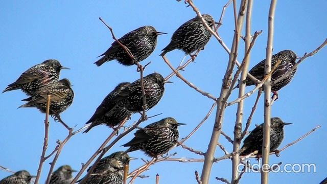 Звук стаи обыкновенных скворцов.The sound of flocks of starlings in the south of France. смотреть онлайн