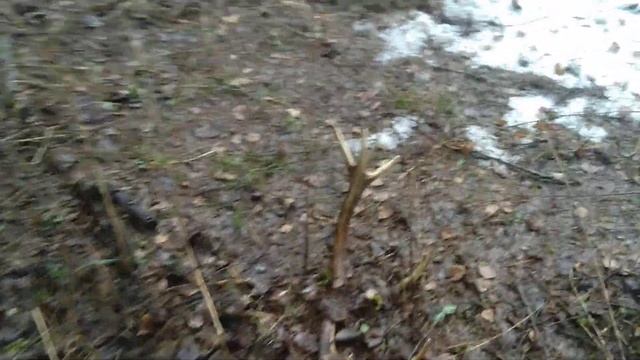 Поиск рогов оленя март 2023 смотреть онлайн