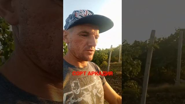 УБОРКА 2022 СОРТ АРКАДИЯ смотреть онлайн