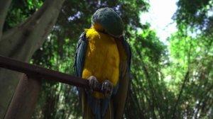 Живой звук попугая. Попугай Ара как ест.