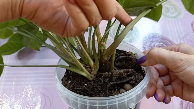 Обзор растений в августе?Тилландсия Голова Медузы?Ионанта?Сингониум Тиффани?Сильвер Перл?Размножени смотреть онлайн