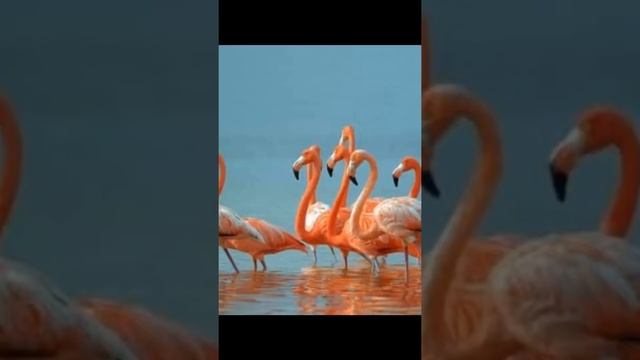 Самые красивые животные ??? мира смотреть онлайн