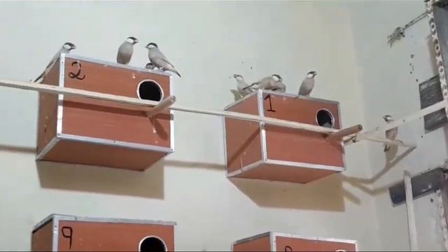 Java Sparrow Cage vs colony breeding Progress | Single Pair ziada breed karta ha ya colony ma? смотреть онлайн