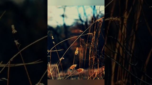 #2декабря - #приметы, #традиции, #заговоры в день Авдия Радетеля. смотреть онлайн