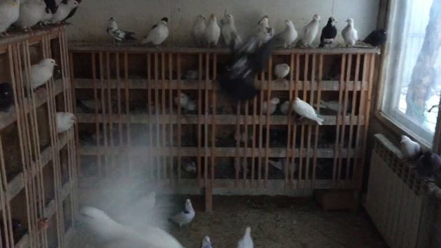 #Pigeons.Жёлтая пробка у голубей. смотреть онлайн