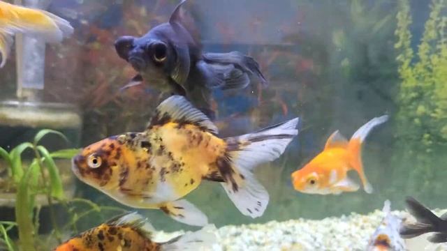 Мутная вода в аквариуме. Что делать? Золотые рыбки. смотреть онлайн