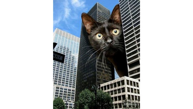 Котомир от фотохудожника Мэтта Маккарти смотреть онлайн