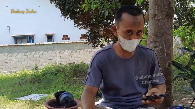 ‼️ Adenium bonsai seharga motor second - Rosa do deserto 😍👍#adenium #gardening #rosadodeserto смотреть онлайн