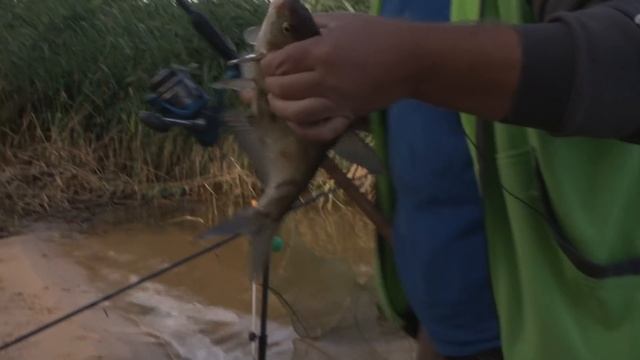 ЛЕЩ в сентябре. ЧТО? КАК? ПОЧЕМУ? / На рыбалку с Нормундом #121 смотреть онлайн