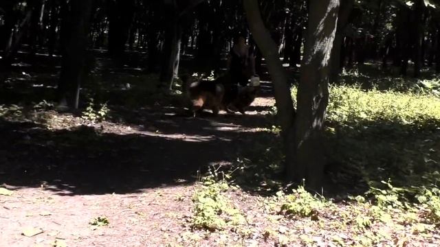 Длинношерстные немецкие овчарки. Знакомство в лесу. Long-haired German shepherds смотреть онлайн