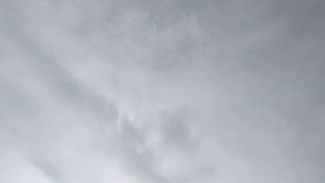 Бойние голуби. Мой чернохвотйе Голуби. 25.12.22 Грузия. Тбилиси смотреть онлайн