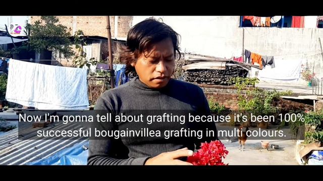 100% successful bougainvillea grafting in multi colours. смотреть онлайн