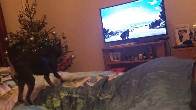 Собака на эмоциях ))