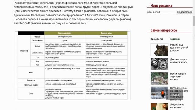 Карело-финская лайка кфл выбор щенка смотреть онлайн