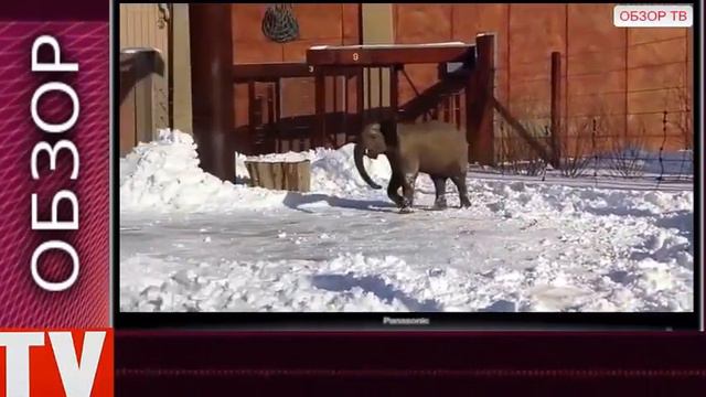 ПУШКИНО Слоненок в России Зимой Играет в Снегу смотреть онлайн