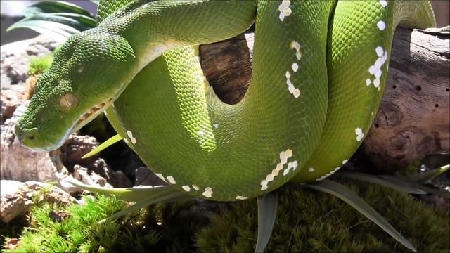 Merauke Green Tree Python смотреть онлайн