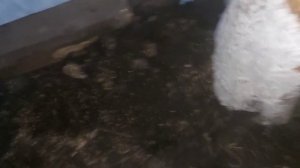 Посадка томатов в открытый грунт на Кубани17 мая 2022 г.