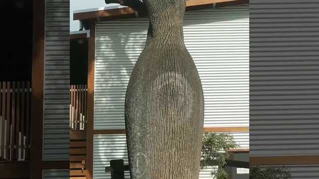 कभी देखे हो ऐसा पेड़ 😲 | Unique tree | Dragon blood tree | Bottle tree | Baobab Tree смотреть онлайн
