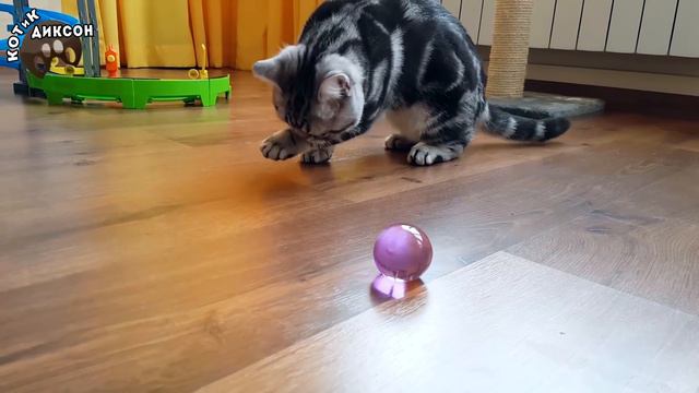🐾😺 ORBEEZ. Как котики играют с БОЛЬШИМИ шариками Орбиз. Смешное видео про кошек. КОТиК ДИКСОН смотреть онлайн