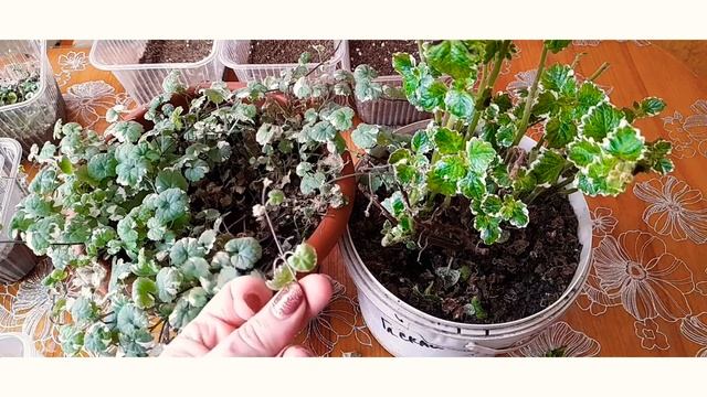 Плектрантус и будра  плющелистая  черенкование.