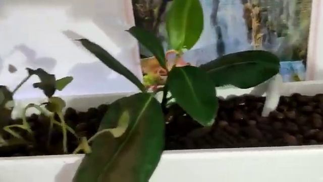 Запуск нового аквариума смотреть онлайн