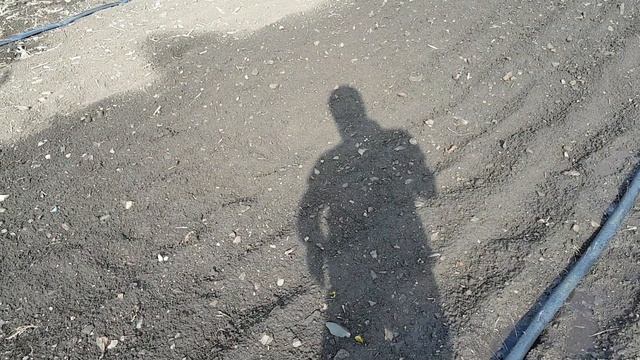 Полив лентой Golden spray. Вторая попытка. смотреть онлайн