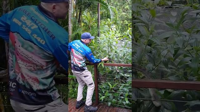 The Biggest Carpet Python Of The Year With A Massive Full Belly of Possum or Cat! смотреть онлайн